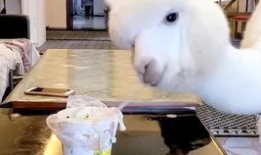 吃瓜.top 爆料三只羊,吃瓜.top独家爆料